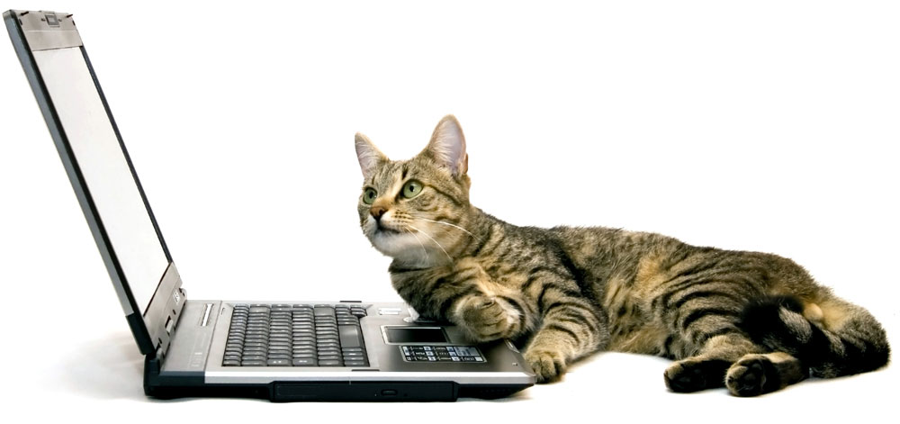 Virtual Meeting