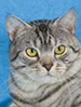 CFA American Bobtail Shorthair
