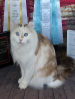 TICA American Curl Longhair