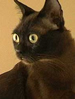 CCCofA American Burmese