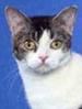 CFA american wirehair