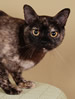 SACC Asian Shorthair