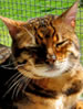 NZCF Bengal