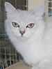 ACF Burmilla Longhair