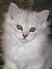 NZCF Burmilla Longhair