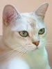 ACF Burmilla Shorthair