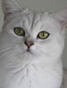 CCCA Burmilla Shorthair