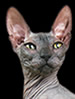 FIFe Don Sphynx