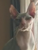 SACC Don Sphynx