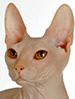 WCF Don Sphynx