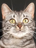 FIFe European Shorthair