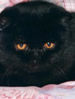 ACF Exotic Shorthair