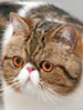CCCA Exotic Shorthair