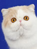 CFA Exotic Shorthair