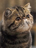 FIFe Exotic Shorthair