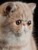 GCCF Exotic Shorthair