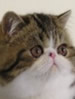 NZCF Exotic Shorthair