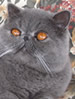 SACC Exotic Shorthair