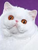 TICA Exotic Shorthair