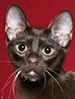 TICA Havana