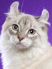 TICA Highlander Longhair