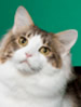 CFA Maine coon