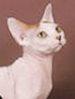 TICA Minskin