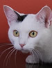 SACC Munchkin Shorthair