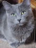 TICA Munchkin Shorthair