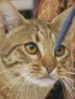 ACF Ocicat