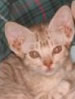 CCofA Ocicat