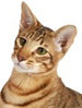 GCCF Oriental Shorthair