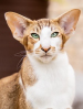 SACC Oriental Shorthair