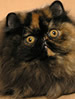 TICA Persian