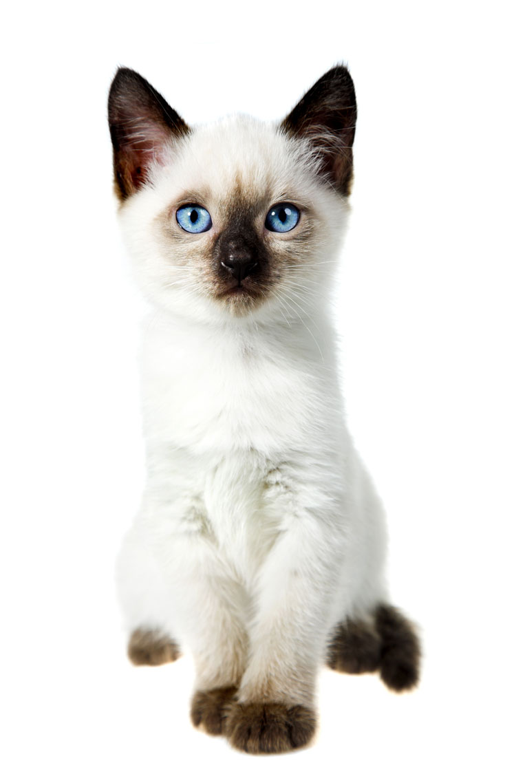 World Cat Congress