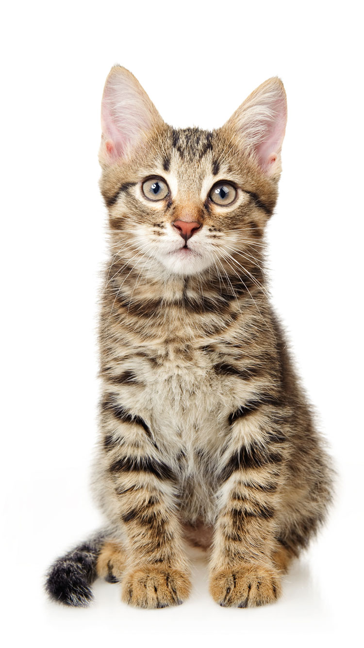 World Cat Congress