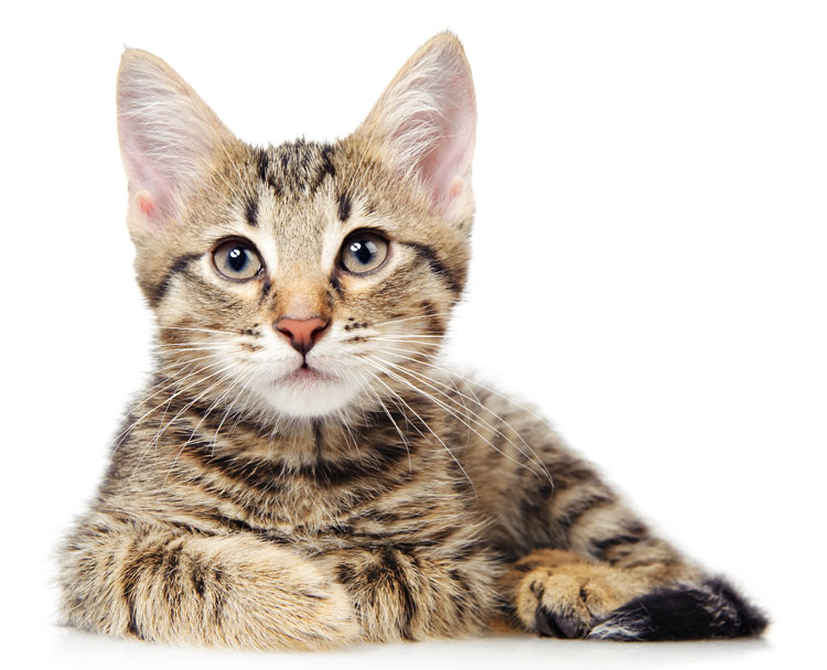 World Cat Congress