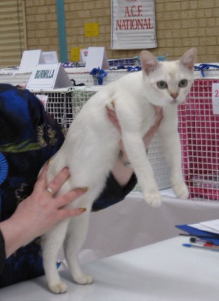 Rachel Anger (CFA), meeting a Burmilla kitten.