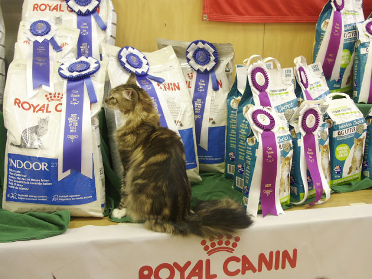 ACF AoE Bronze CH CVI Triple Nat PN & Sapphire PN Luckycoon Krystal Satin