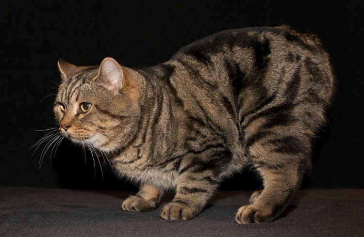 The first Manx to ever win a Best of Group award at an ACF National: Ch Rebuss Wassa Matter You (MAN n 22 52) owned and bred by R Kuss.