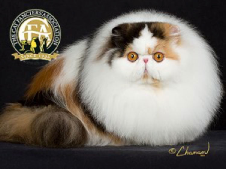 CFA’s Cat of the Year was GC, BW, NW Belamy’s Desiderata of Cinema, a Calico female Persian born on June 24, 2012.