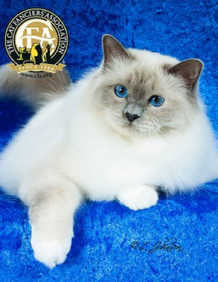 The Premiership Cat of the Year was GP, NW Sandesox Justsweetness of Whitesox (“Tommy”), a Blue Point Birman neuter born on August 17, 2012.
