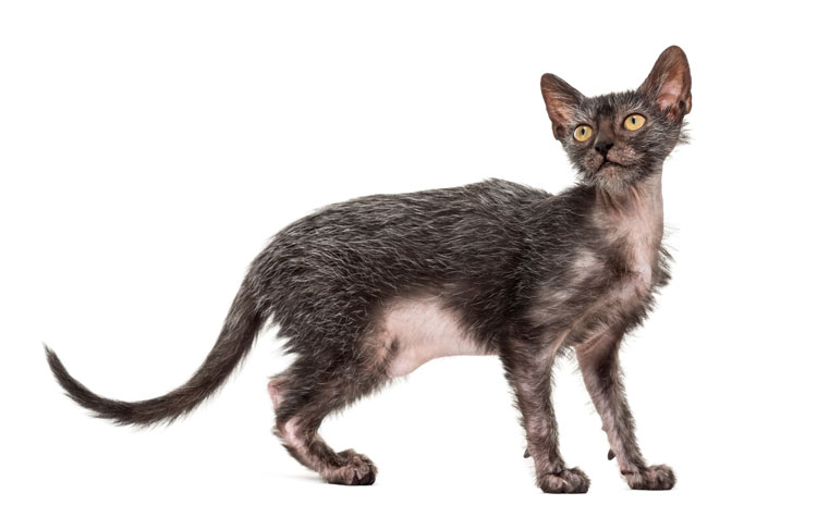 Lykoi (Werewolf cat)