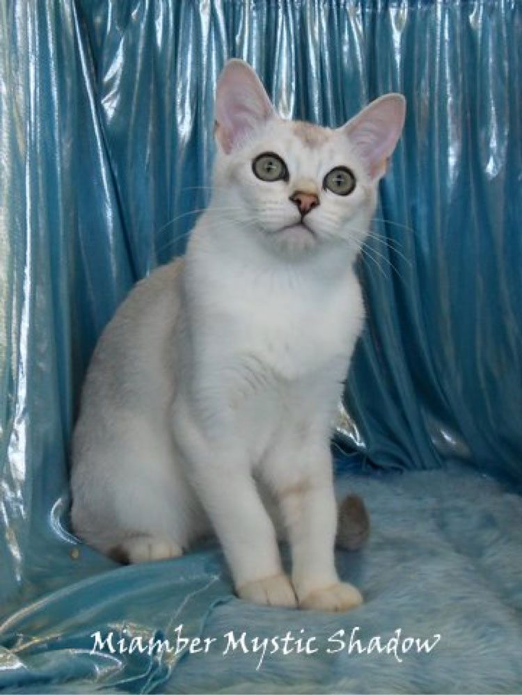 Miamber Mystic Shadow a brown shaded silver Burmilla shorthair.
