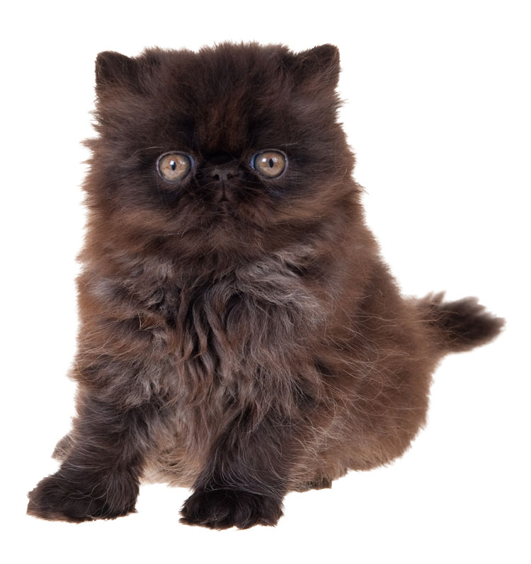 World Cat Congress