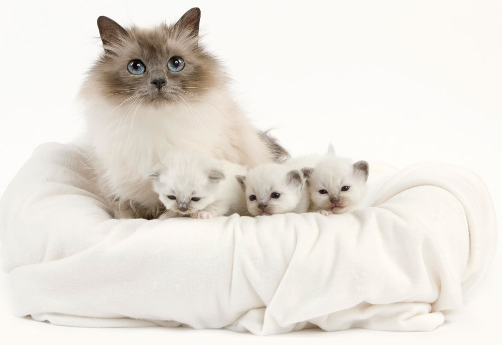 Feline Reproduction : she just delivered… and is now back in season