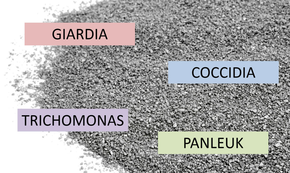 Hygiene of the litter box in catteries: my recommendations