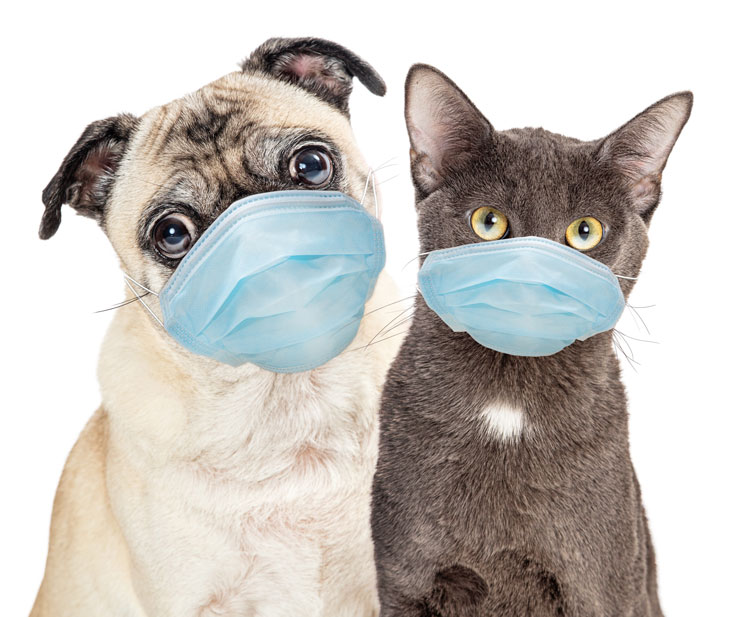 COVID19 Pet Health Guide