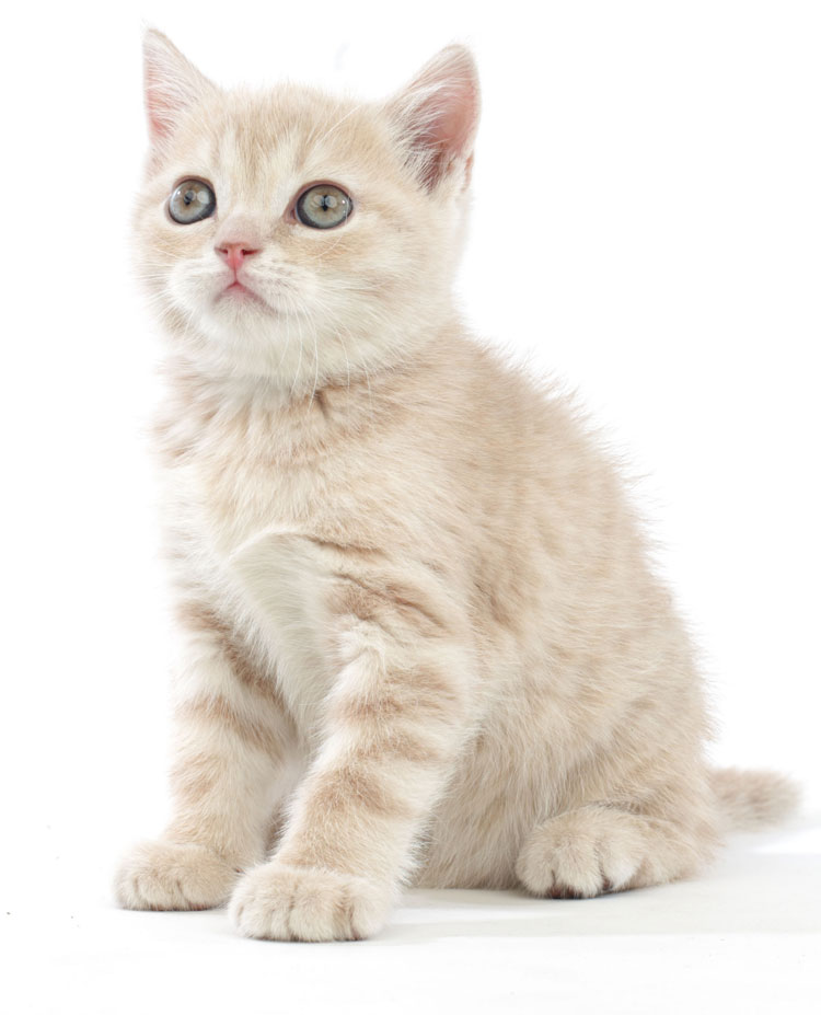 World Cat Congress